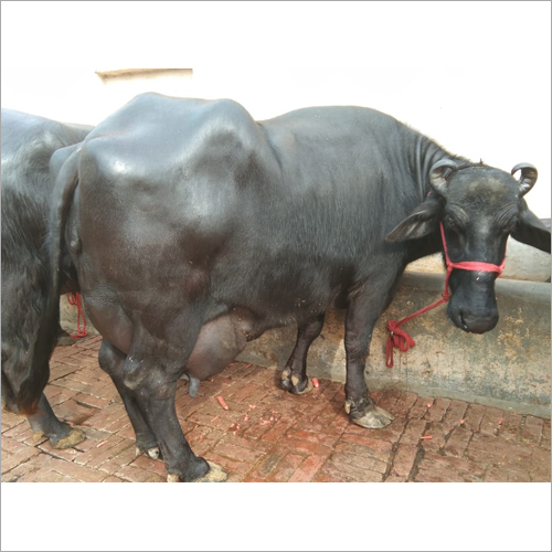 Black Murrah Buffalo Gender: Female