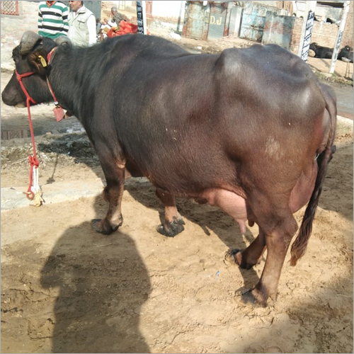 Black Murrah Buffalo Gender: Female