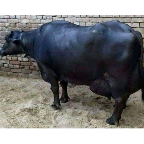 Black Murrah Buffalo