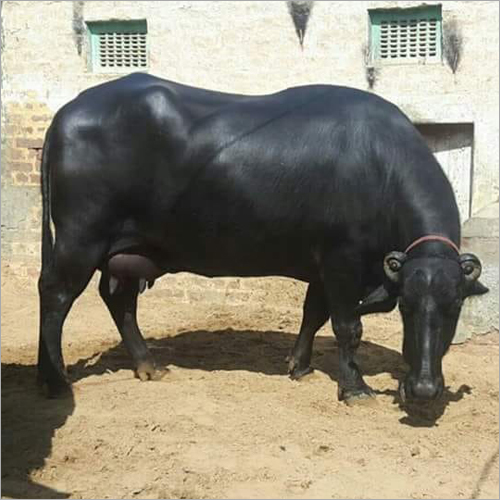 Black Murrah Buffalo