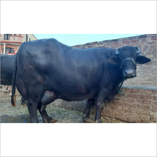 Black Murrah Buffalo