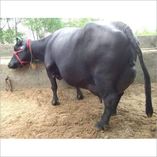 Black Murrah Buffalo