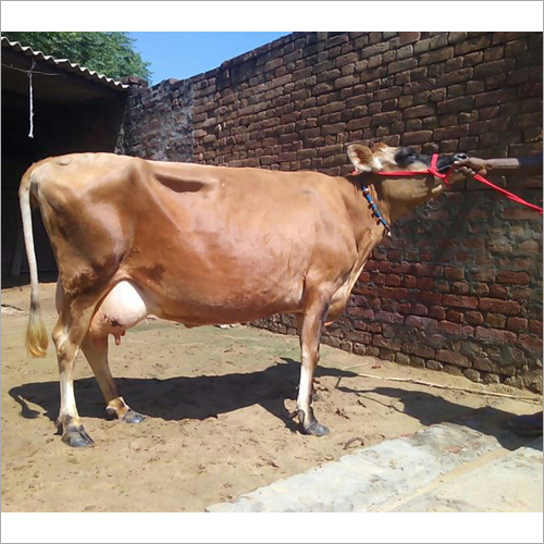 Jersey Cow - Age 10-12 Years Weight 300 Pounds | Female Brown Ideal For Dairy Production & Farm Use