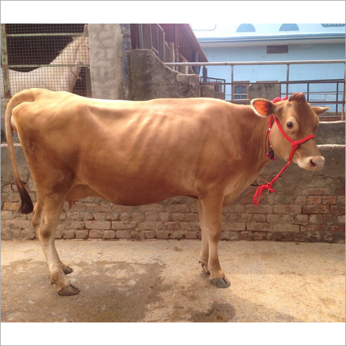 Jersey Cow - Age 10-12 Years Weight 300 Pounds | Female Brown Ideal For Dairy Production & Farm Use