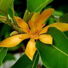 Essential Oils Odour:: Aromatic