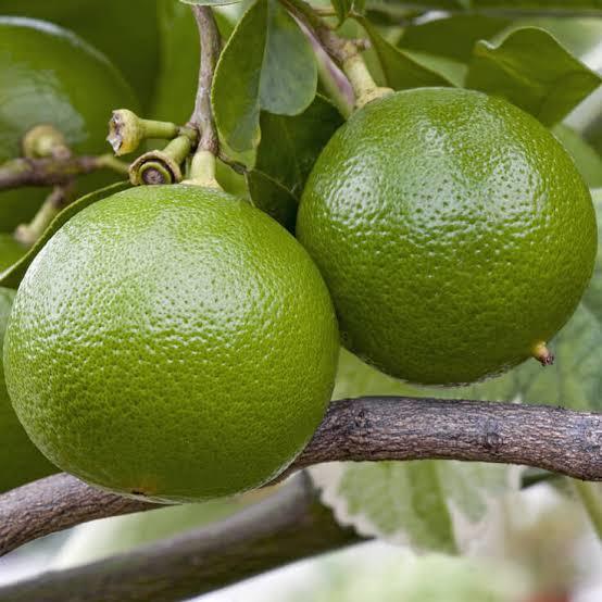 Aromatherapy Essential Oils Odour:: Aromatic