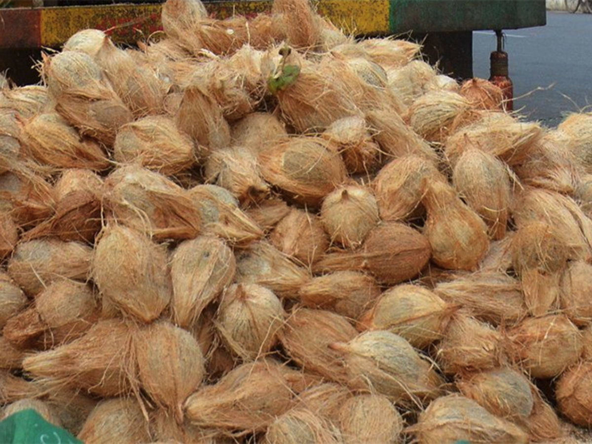 Mature Coconut - Whole, 500 Kg | Organic Fresh Brown Semi-husked Round Matured Coconut