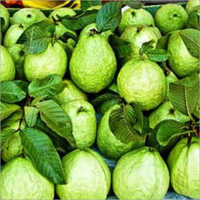 Thailand Guava