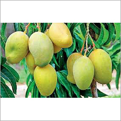 हरा ताजा आम