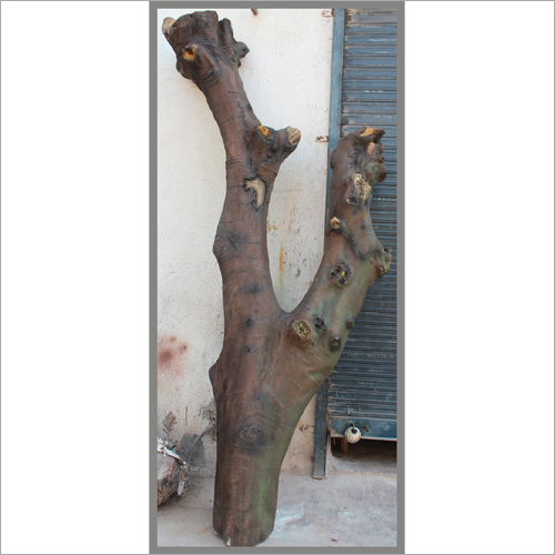 Tree Branch