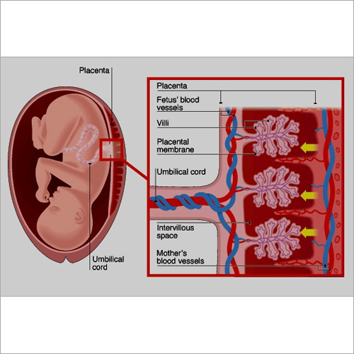 Placenta Ville