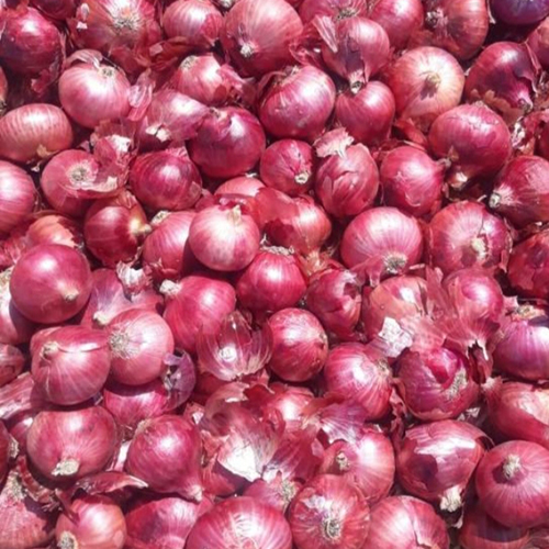 Fresh Onion