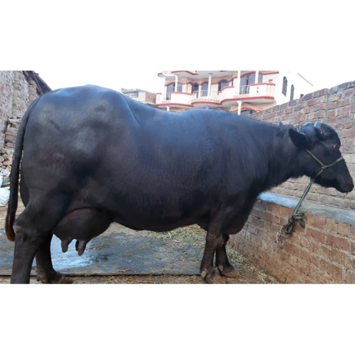 Pure Breed Murrah Buffalo - 500-700 kg, 1.3-1.5 m Height | Black Color, 300-310 Days Gestation Period, 4-8 kg Daily Milk Production