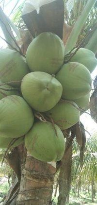  हरा नारियल