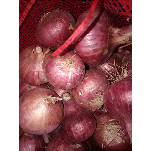 Fresh Red Onion