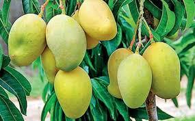 MANGO PULP