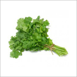 Cilantro Leaves