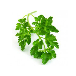Parsley Leaves - Small Curled Green Hydroponic Herbs | Delicate Texture, Medium Stem Length, Bulk Packaging