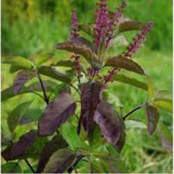 Tulsi Leaves