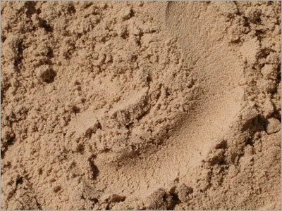 सिलिका रेत