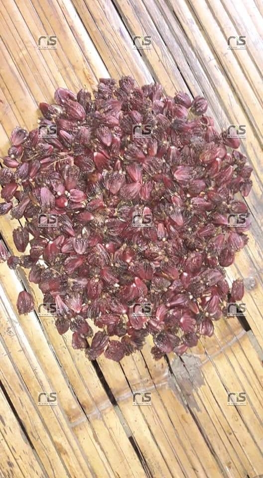 Black Cardamom