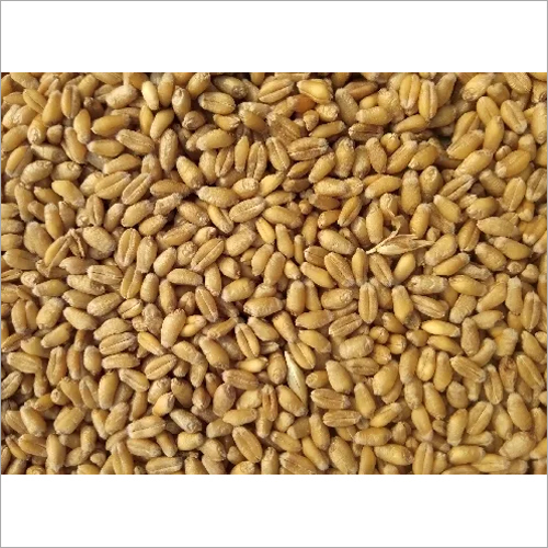 Wheat Grain - Organic, 1 Kg PP Bag | Super Grade, 28% Protein, 12% Moisture, 3% Max Broken