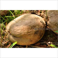 ताजा भूसी वाला परिपक्व नारियल