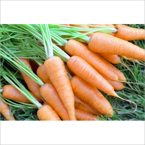 Fresh Carrots