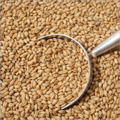 Whole Wheat - Organic High-Fiber, Mild Aroma | Brown Color, High Purity, Supports Healthy Digestion
