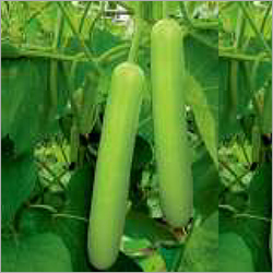 F1 लौकी विद्या