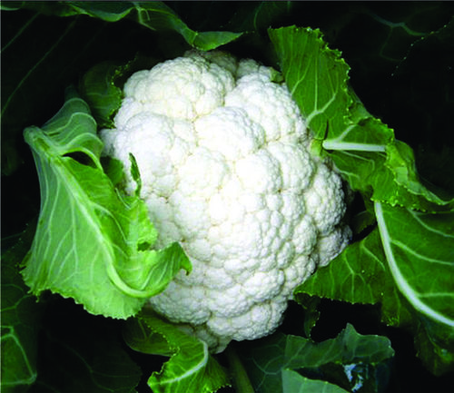 एफ1 फूलगोभी - श्रद्धा-79