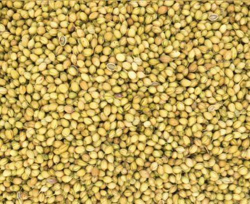 Coriander Seeds Grade: Badami & Eagle