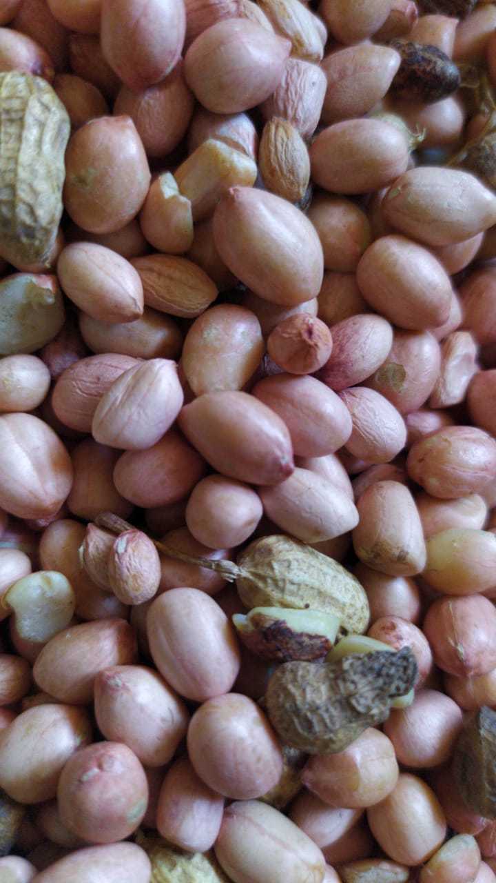 Groundnuts Seeds
