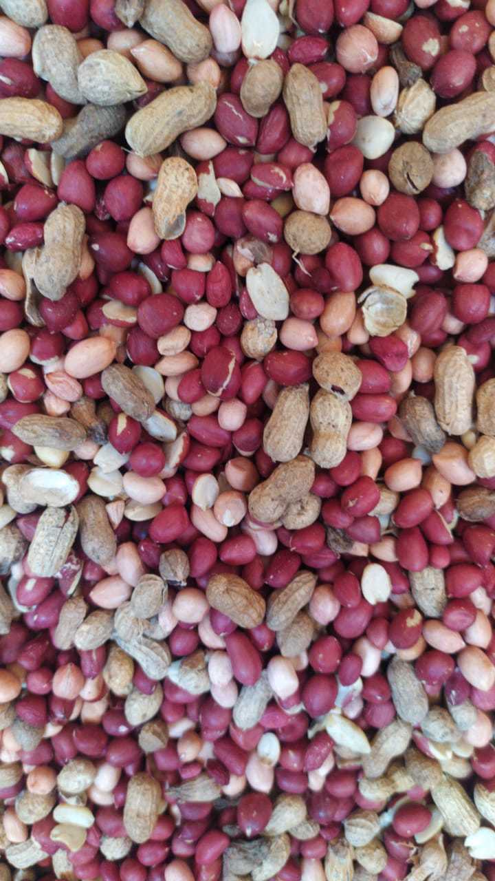 Groundnuts Seeds