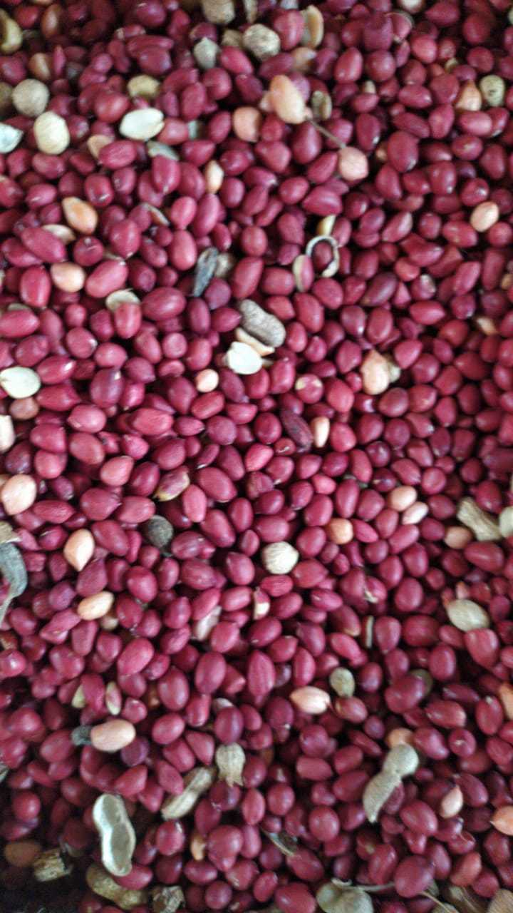 Groundnuts Seeds