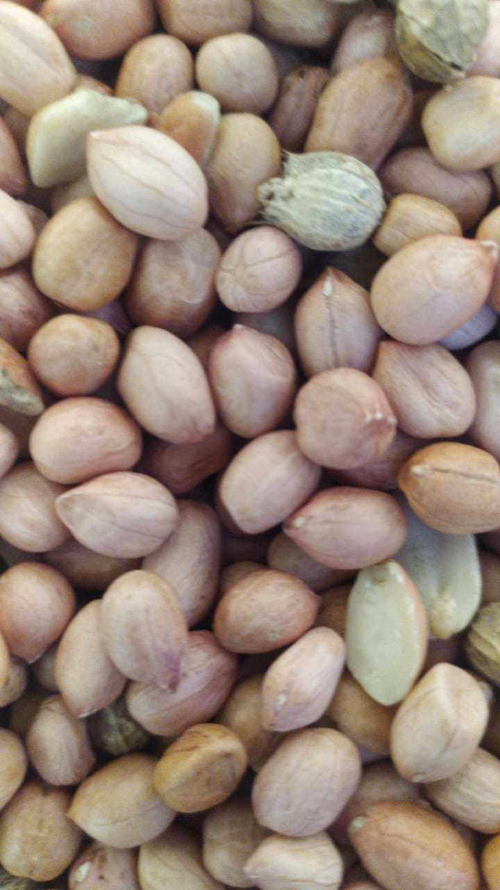Groundnuts Seeds
