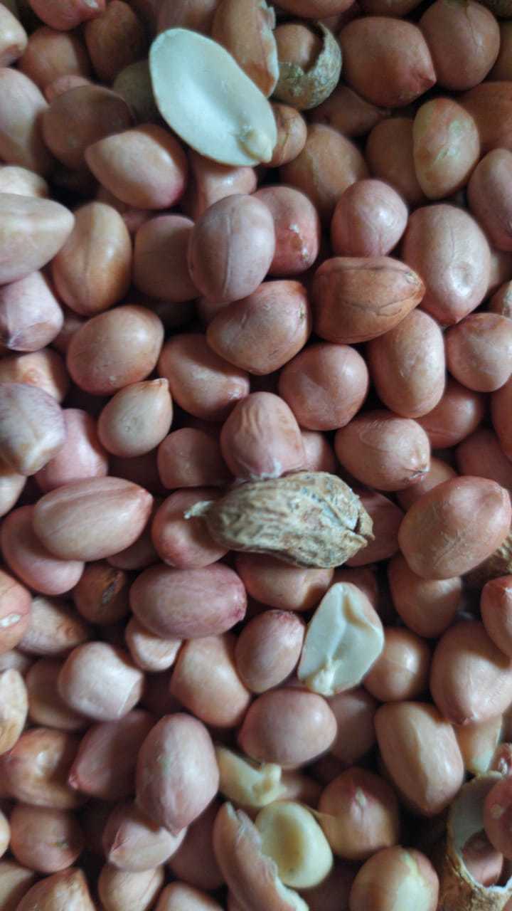 Groundnuts Seeds