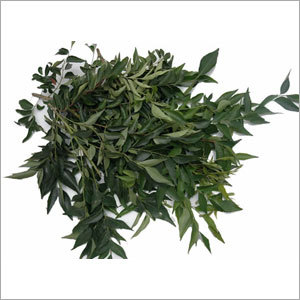 करी पत्ता