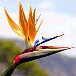 Strelitzia Reginia (Birds of Paradise)