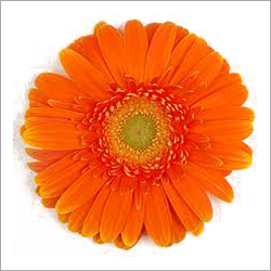 Gerbera spp (Gerbera)