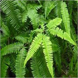 Fern, Decorative and Ornamental Plants and Foliage