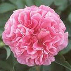 Dianthus Caryophyllus (Carnation)