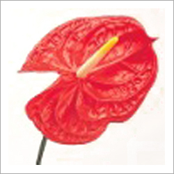 Anthurium andreanum (Anthurium)