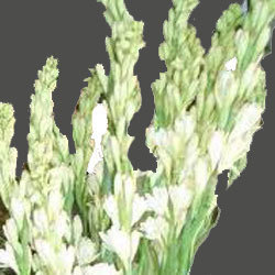 Poly An Thus Tuberosa (Tube Rose)