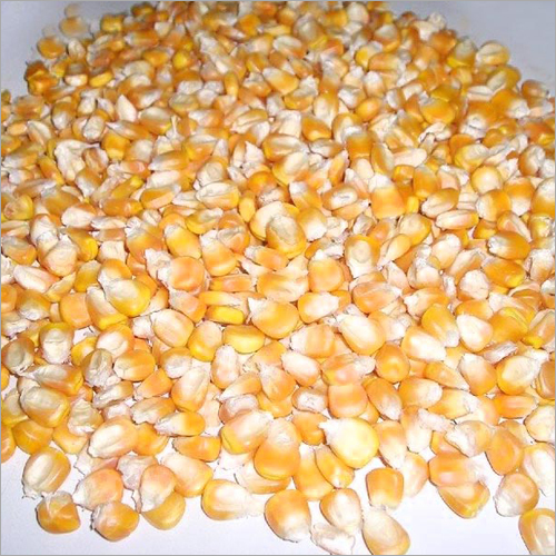 Yellow Maize Corn