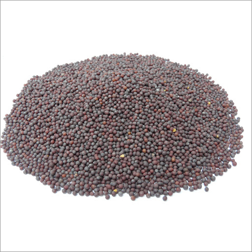 Black Mustard