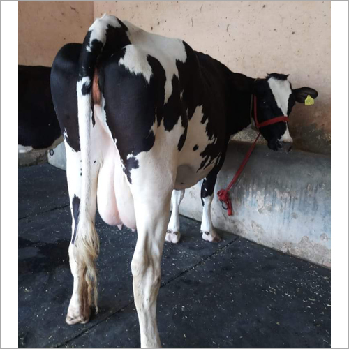 Black-White High Breed Hf Cow