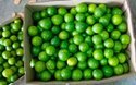 Fresh Green Lemons - 7 Kg Carton, 30+ Mm, Green Oval Shape | A Grade, Juicy, Refrigerated, 10-30 Days Shelf Life