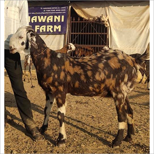 Sirohi Goat