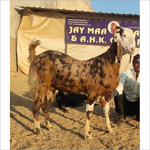 Sirohi Goat
